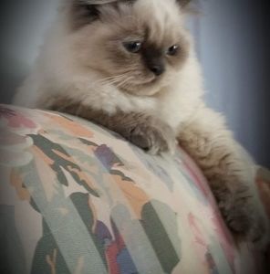 Meet your Posher, Robin